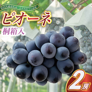 ピオーネ 桐箱入り 2房 ＜2026年7月より順次発送予定＞ (県内共通返礼品:かすみがうら市産) 先行予約 ギフト 贈答 ぶどう ブドウ 葡萄 フルーツ 茨城 新鮮 (BR101)