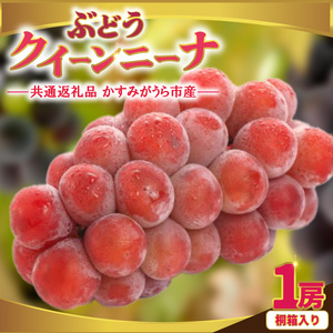 クインニーナ 桐箱入り 1房 ＜2026年9月より順次発送＞ (県内共通返礼品:かすみがうら市産) 先行予約 ギフト 贈答 ぶどう ブドウ 葡萄 フルーツ 茨城 新鮮 (BR162)