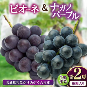 桐箱入り ナガノパープル 1房 ・ ピオーネ 1房 ＜2026年8月より順次発送＞ (県内共通返礼品:かすみがうら市産) 先行予約 ぶどう ブドウ 葡萄 フルーツ 茨城 新鮮 (BR165)