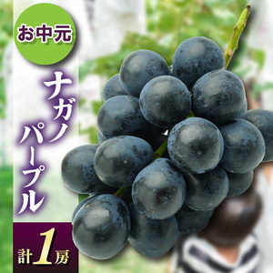 お中元ナガノパープル1房　県内共通返礼品:かすみがうら市産 (BR167)