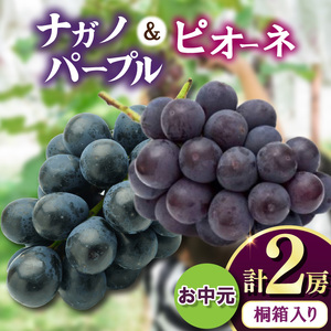 【お中元 熨斗付】 桐箱入り ナガノパープル 1房・ ピオーネ 1房 ＜2026年8月より順次発送＞ (県内共通返礼品:かすみがうら市産) 先行予約 ぶどう ブドウ 葡萄 フルーツ 茨城 新鮮 (BR172)