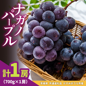 ナガノパープル 700g × 1房 ＜2026年8月より順次発送＞ (県内共通返礼品:かすみがうら市産) 先行予約 ぶどう ブドウ 葡萄 フルーツ 茨城 新鮮 (BR179)
