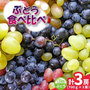 旬なぶどう おまかせ 食べ比べ 700g × 3房 ＜2026年8月より順次発送＞ (県内共通返礼品:かすみがうら市産) シャインマスカット 巨峰 ピオーネ ゴルビー クインニーナ 我が道 先行予約 ぶどう ブドウ 葡萄 フルーツ 茨城 新鮮 (BR184)
