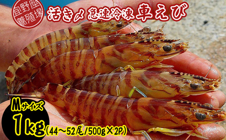 車海老 活き〆急速冷凍車海老 Mサイズ 約1kg