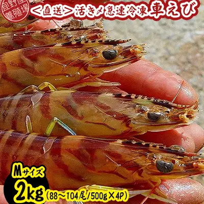 車海老 活き〆急速冷凍車海老 Mサイズ 約2kg