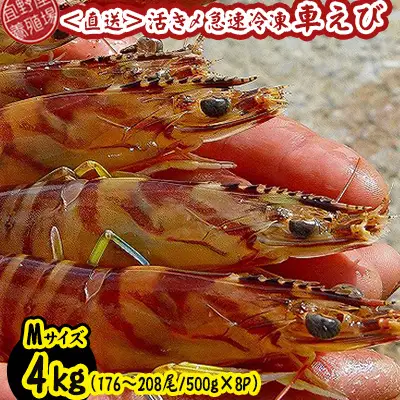 車海老 活き〆急速冷凍車海老 Mサイズ 約4kg