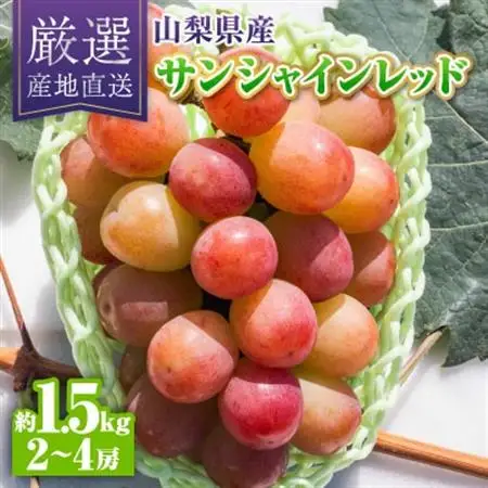【2026年発送】サンシャインレッド約1.5kg(2～4房)【配送不可地域：離島】【1613545】