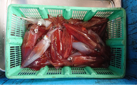 イカ 刺身用 約220g 烏賊 いか 魚介 魚介類