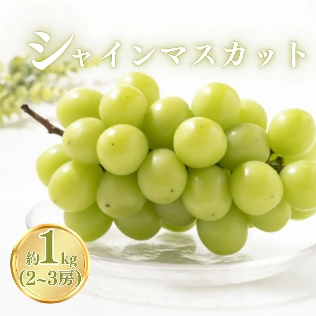 【2026年先行予約】シャインマスカット 約1kg（2~3房）|シャインマスカット