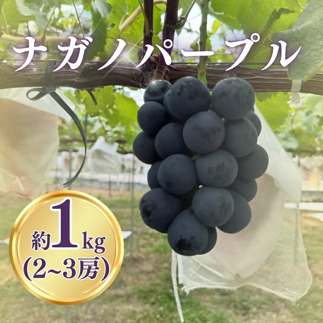 【2026年先行予約】ナガノパープル約1kg（2~3房）|ぶどう ぶどう