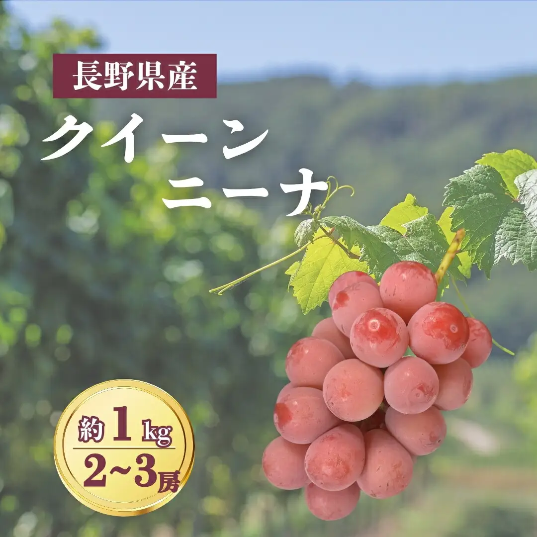 【2026年先行予約】クイーンニーナ 約1kg（2~3房）|ぶどう ぶどう
