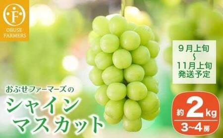 シャインマスカット 約2kg 3～4房 ［おぶせファーマーズ］ 果物 フルーツ ぶどう 葡萄 数量限定 先行予約 長野 信州 令和8年産 【2026年9月上旬～11月上旬発送】[FB-21]