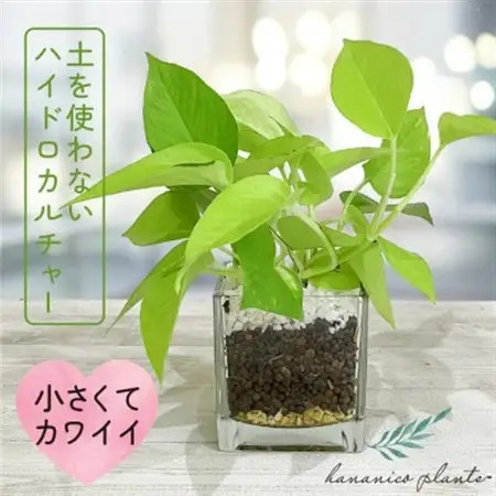 ハイドロカルチャー 観葉植物 ポトス ライム 土を使わない おしゃれなインテリアグリーン【1610627】