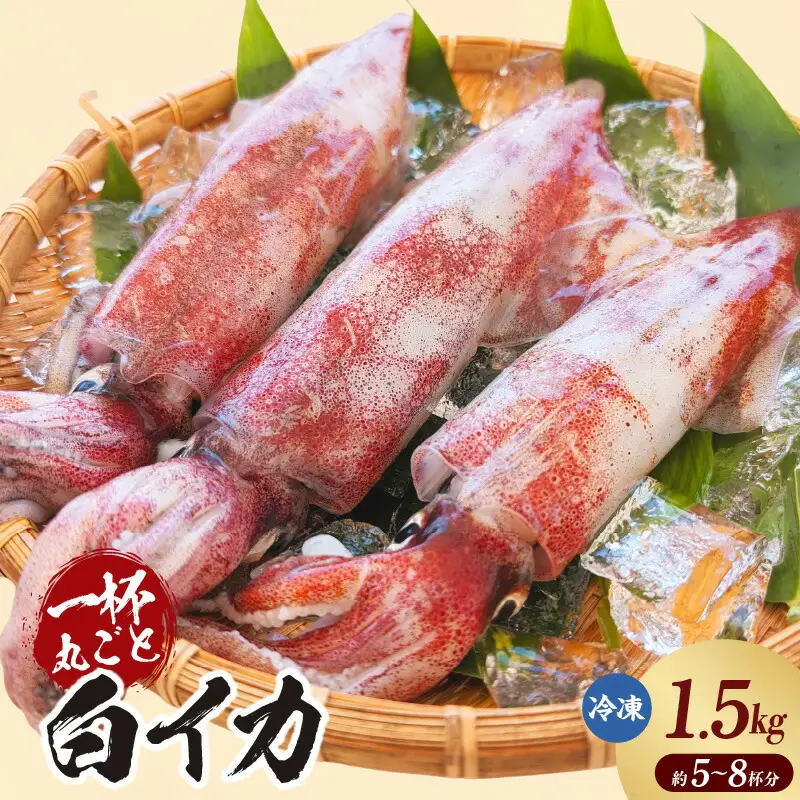 白イカ 約1.5kg 5-8杯程度入 冷凍 いか  74-06
