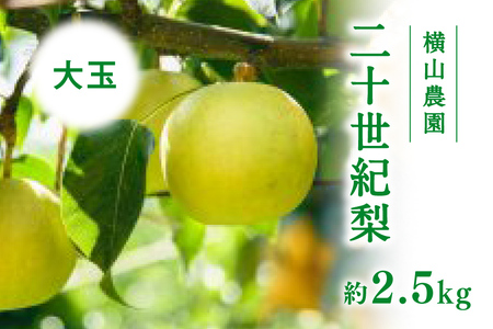 【先行予約】横山農園 大玉厳選 二十世紀梨 2.5kg(5～6玉) 梨 なし フルーツ 果物 くだもの 鳥取県 佐治 梨 なし ナシ