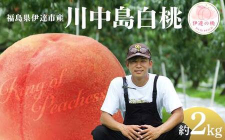 【2026年出荷分先行予約】福島県産 川中島白桃 約2kg (6～8玉) KING OF PEACHESS キングオブピーチ 伊達の桃 桃 フルーツ 果物 もも モモ momo F21C-145