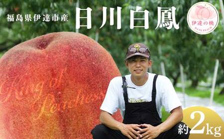 【2026年出荷分先行予約】福島県産 日川白鳳 約2kg (6～8玉) KING OF PEACHESS キングオブピーチ 伊達の桃 桃 フルーツ 果物 もも モモ momo F21C-147
