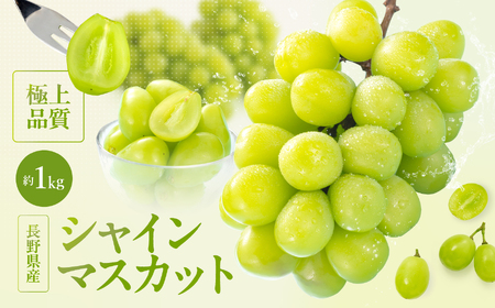 長野県産 シャインマスカット 秀品 約1kg〈2026年9月下旬～11月上旬発送〉| 長野県 飯田市