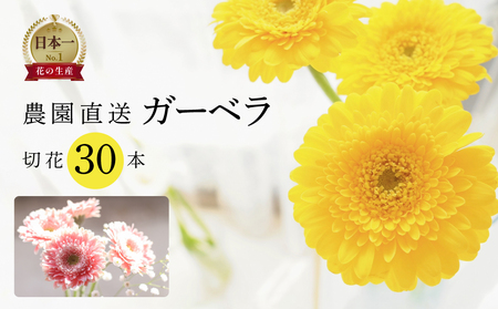 近藤フラワーガーデン 農園直送 ガーベラ切花30本 生花 ギフト