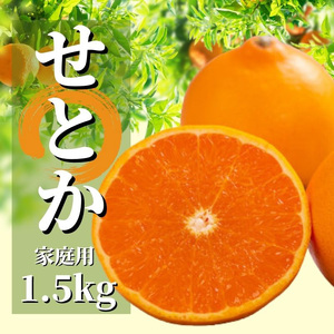 ＜2027年2月頃から順次発送＞せとか 家庭用 約1.5kg | 愛媛 みかん 蜜柑 柑橘 果物 くだもの フルーツ お取り寄せ グルメ 期間限定 数量限定 人気 おすすめ 愛媛県 松山市 【PT045】
