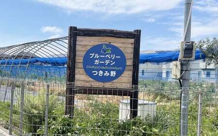 ブルーベリー摘み取り体験 （1kg分） 体験 収穫 チケット ブルーベリー 