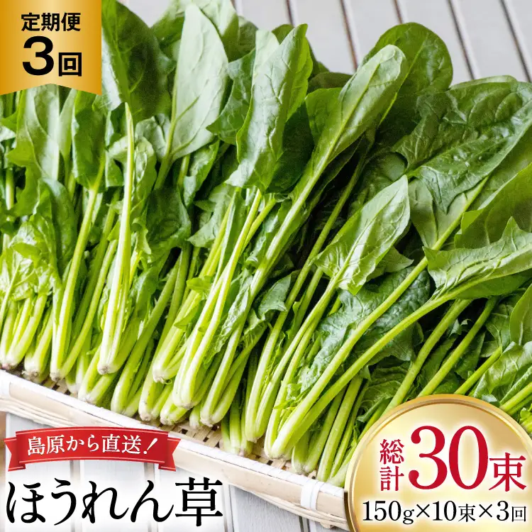 AI323 定期便 3回 ほうれん草 10束 [長崎県 島原市]