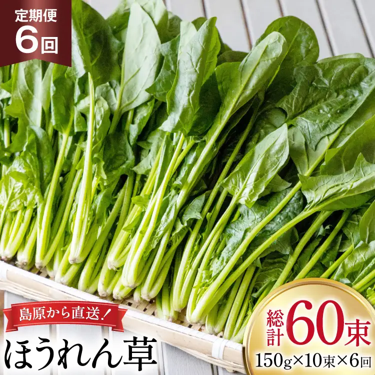 AI324 定期便 6回 ほうれん草 10束 [長崎県 島原市]