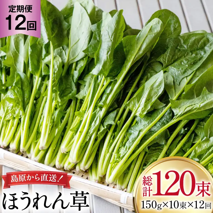 AI325 定期便 12回 ほうれん草 10束 [長崎県 島原市]