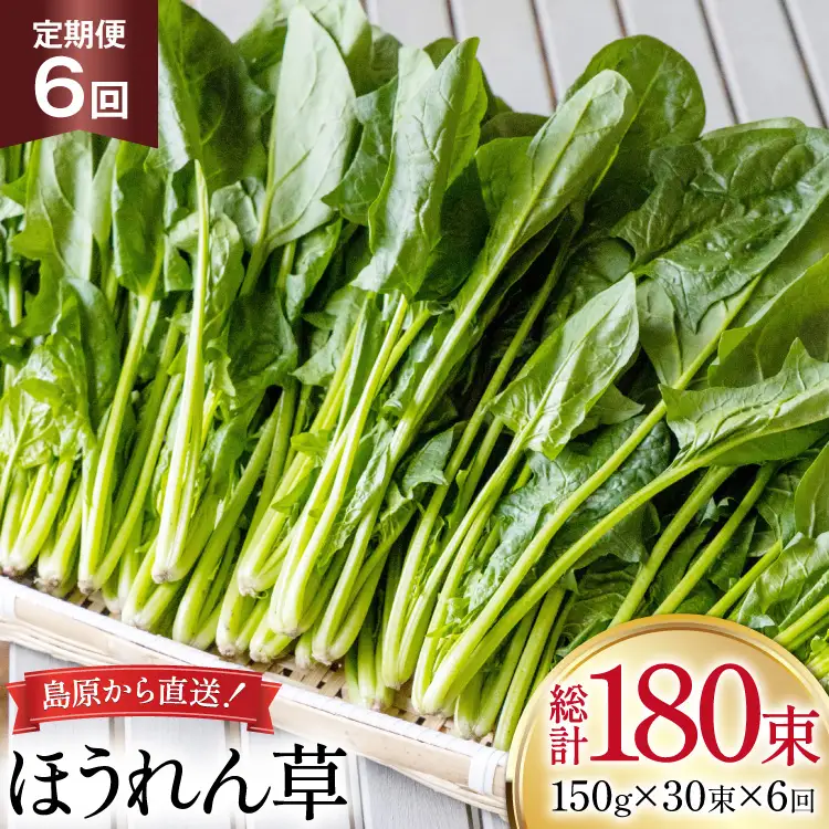 AI327 定期便 6回 ほうれん草 30束 [長崎県 島原市]