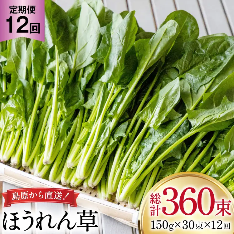 AI328 定期便 12回 ほうれん草 30束 [長崎県 島原市]