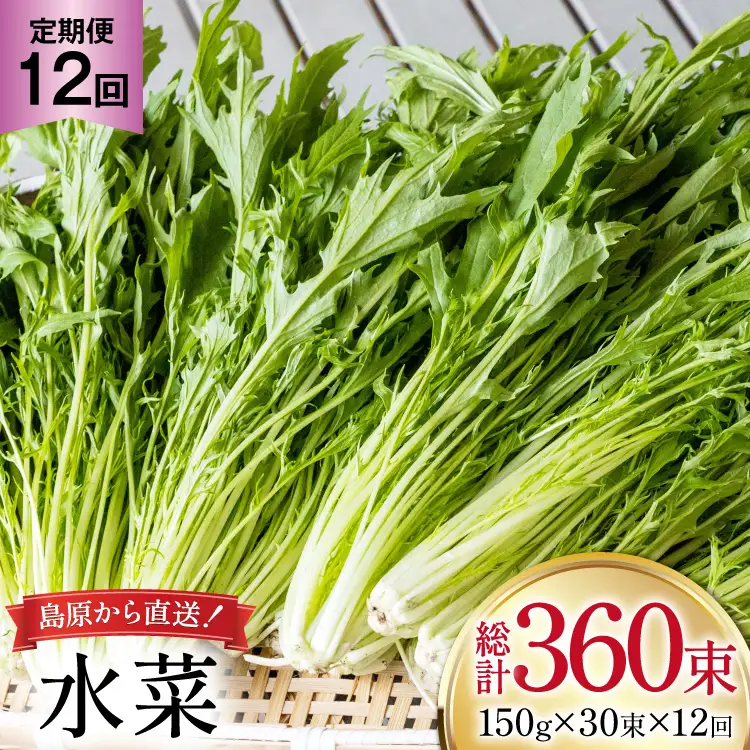 AI340 定期便 12回 水菜 30束 [長崎県 島原市]