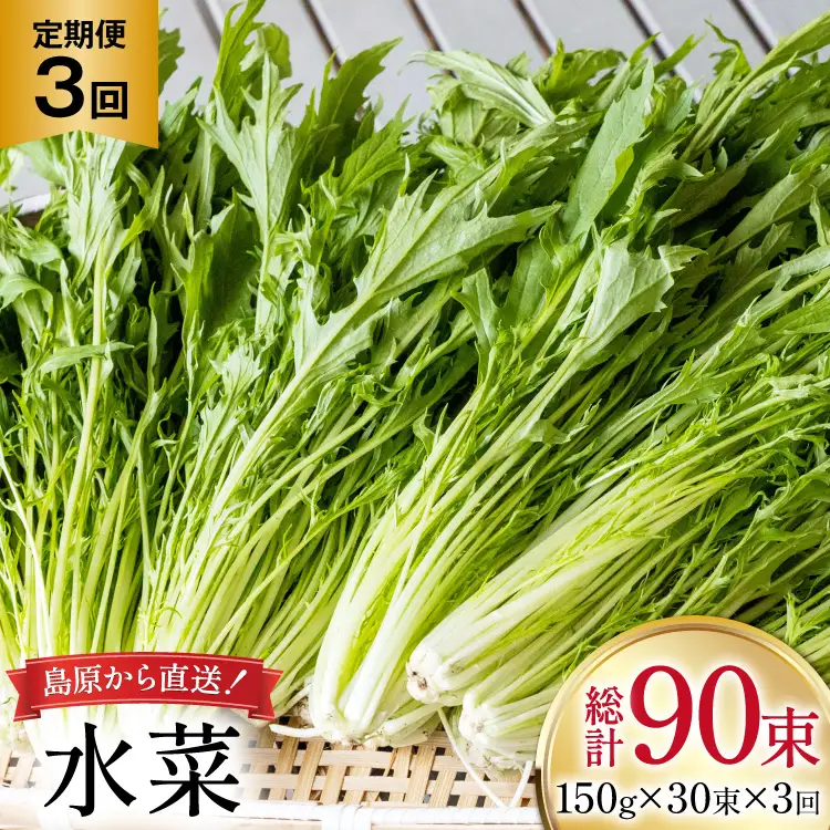 AI338 定期便 3回 水菜 30束 [長崎県 島原市]