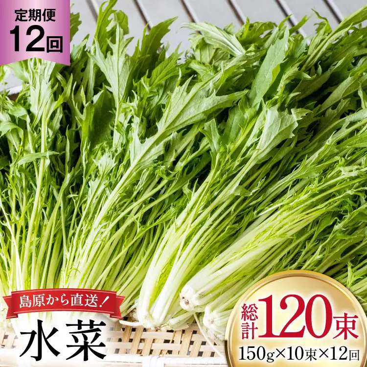 AI337 定期便 12回 水菜 10束 [長崎県 島原市]