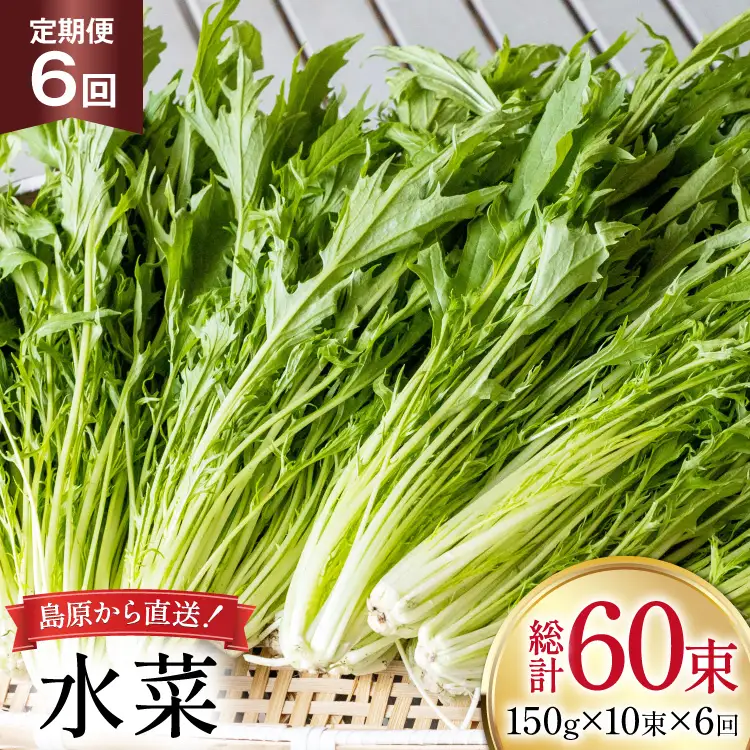 AI336 定期便 6回 水菜 10束 [長崎県 島原市]