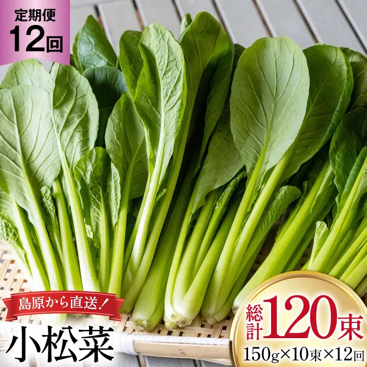 AI331 定期便 12回 小松菜 10束 [長崎県 島原市]