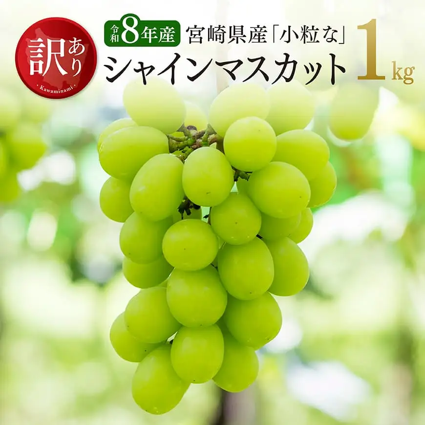 【令和8年産】【訳あり】小粒なシャインマスカット1kg 【 ぶどう 果物 葡萄 フルーツ ブドウ デザート 川南町産 数量限定 期間限定 】
