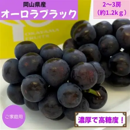 【2026年発送】ご家庭用　岡山県産オーロラブラック(クール便)　約1.2kg(2～3房)【配送不可地域：離島】【1614325】