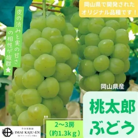 【2026年発送】岡山県産桃太郎ぶどう　2～3房・約1.3kg(クール便)【配送不可地域：離島】【1614361】