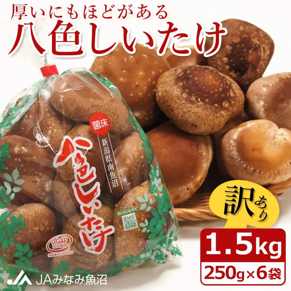 【家庭用】厚いにもほどがある「八色しいたけ」1.5kg（250g×6袋） ≪訳あり 不ぞろい 農家応援 しいたけ 南魚沼 厚い 家庭用 きのこ 食材 グルメ 料理 家庭料理 新潟県 特産品 国産 野菜 冬季 食材 エグ味がない 菌床栽培≫