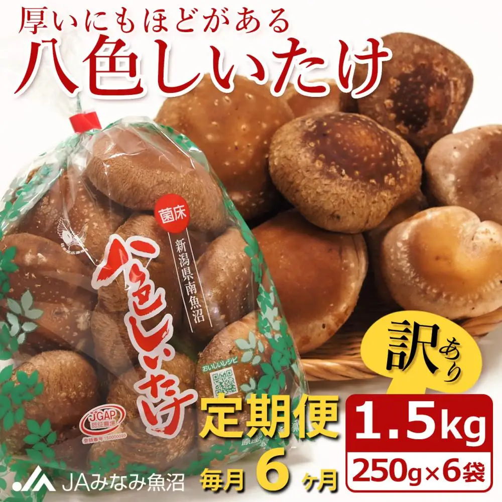 【JAみなみ魚沼定期便】家庭用「八色しいたけ」（1.5kg×全6回） 訳あり 不ぞろい 農家応援 厚いにもほどがある≪定期便しいたけ 南魚沼 訳あり 不ぞろい 厚い 家庭用 農家応援 きのこ 食材 グルメ 料理 家庭料理 新潟県 特産品 国産 野菜 冬季 食材≫