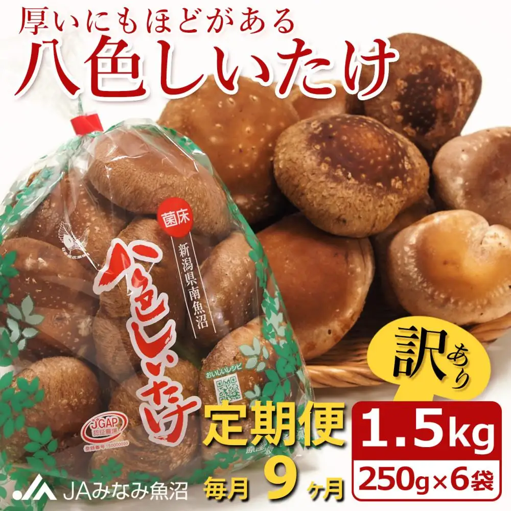 【JAみなみ魚沼定期便】家庭用「八色しいたけ」（1.5kg×全9回） 訳あり 不ぞろい 農家応援 厚いにもほどがある≪定期便しいたけ 南魚沼 訳あり 不ぞろい 厚い 家庭用 農家応援 きのこ 食材 グルメ 料理 家庭料理 新潟県 特産品 国産 野菜 冬季 食材≫