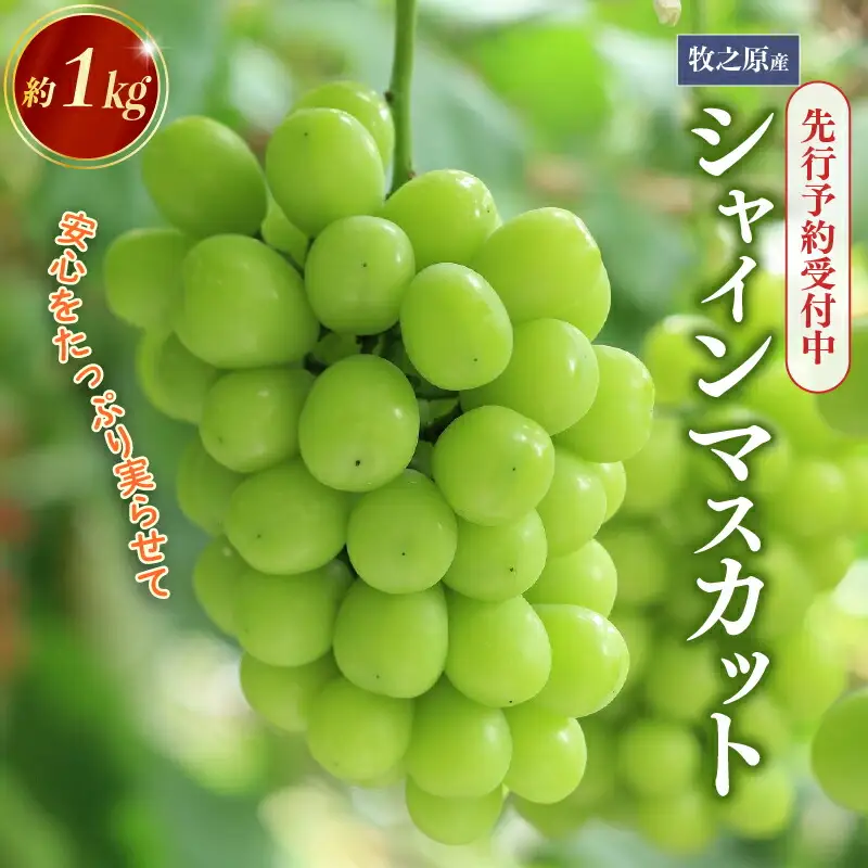 ぶどう 【先行予約】シャインマスカット 約1kg  先行予約 数量限定   edama 静岡県 牧之原市