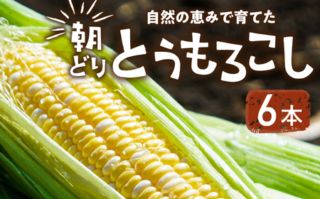 【先行予約】自然の恵みで育った 朝どりとうもろこし 6本 とうもろこし
