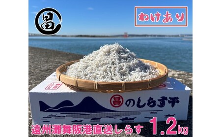 わけあり しらす 遠州灘舞阪港直送 しらす干し 1.2kg 冷凍 シラス 訳アリ 【配送不可:離島】 浜松市