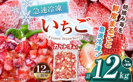 【栃木県共通返礼品】【定期12回】冷凍いちご 1kg | いちご とちあいか 冷凍 冷凍イチゴ スイーツ ジャム スムージー たっぷり 大粒  甘い 美味しい 果物 デザート 栃木県 那珂川町 送料無料