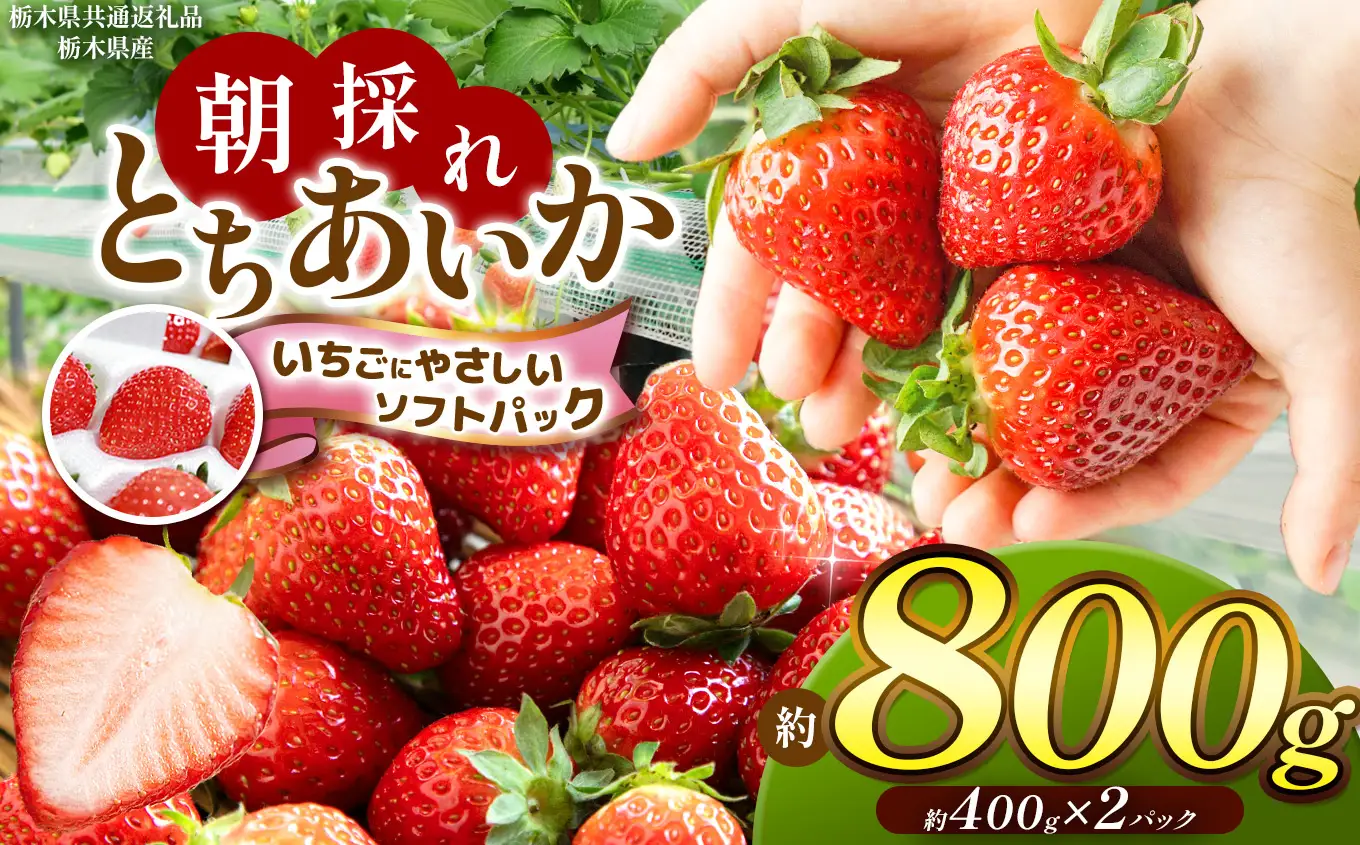 【栃木県共通返礼品】【いちごに優しいソフトパックでお届け】朝採れいちご とちあいか 350g×2P | いちご とちあいか 朝採れ 大粒 新鮮 甘い 美味しい 果物 デザート 栃木県 那珂川町