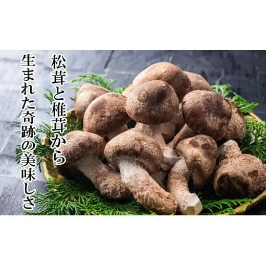 松太郎ギフト（生詰め合わせ）【夏季冷蔵便対応】