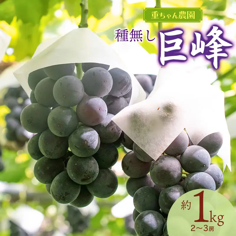 【令和8年産先行予約】 種なし巨峰　約1kg（2～3房） 山形県鶴岡市産　重ちゃん農園