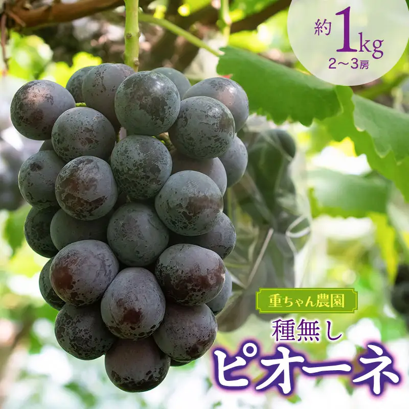 【令和8年産先行予約】 種なしピオーネ　約1kg（2～3房） 山形県鶴岡市産　重ちゃん農園