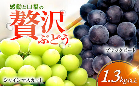 【ぶどう2種セット】シャインマスカット＆ブラックビート計1.3kg[EAF007]ぶどう